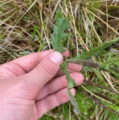 Senecio distalilobatus at Namadgi National Park - 1 Jan 2024