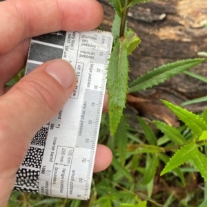 Senecio linearifolius var. latifolius at Namadgi National Park - 1 Jan 2024