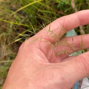 Dichelachne rara at Namadgi National Park - 1 Jan 2024