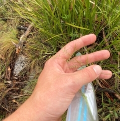 Dichelachne rara at Namadgi National Park - 1 Jan 2024