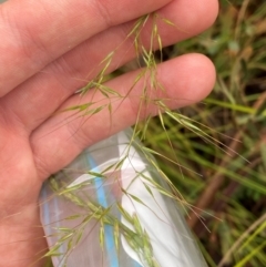 Dichelachne rara at Namadgi National Park - 1 Jan 2024