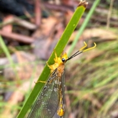 Nymphes myrmeleonoides (Blue eyes lacewing) at Cotter River, ACT - 1 Jan 2024 by Tapirlord