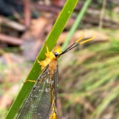 Nymphes myrmeleonoides at Namadgi National Park - 1 Jan 2024