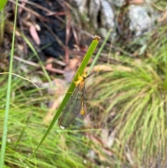 Nymphes myrmeleonoides at Namadgi National Park - 1 Jan 2024