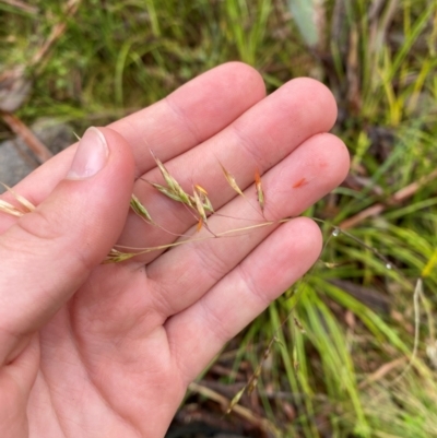 Rytidosperma pallidum (Red-anther Wallaby Grass) at Namadgi National Park - 1 Jan 2024 by Tapirlord