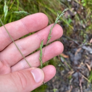 Hookerochloa eriopoda at Namadgi National Park - 1 Jan 2024