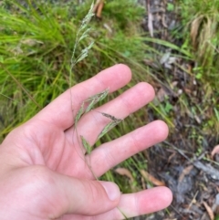 Hookerochloa eriopoda at Namadgi National Park - 1 Jan 2024