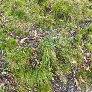 Hookerochloa eriopoda at Namadgi National Park - 1 Jan 2024