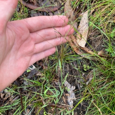 Lachnagrostis aemula (Blown Grass) at Tharwa, ACT - 1 Jan 2024 by Tapirlord