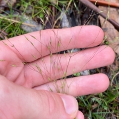 Lachnagrostis aemula at Namadgi National Park - 1 Jan 2024