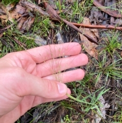 Lachnagrostis aemula at Namadgi National Park - 1 Jan 2024