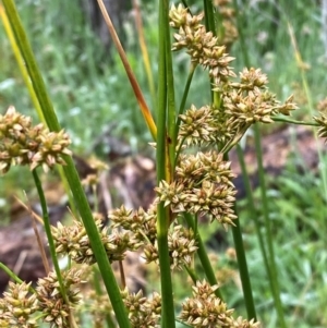 Juncus vaginatus at Namadgi National Park - 1 Jan 2024