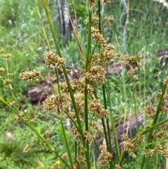 Juncus vaginatus at Namadgi National Park - 1 Jan 2024 11:12 AM