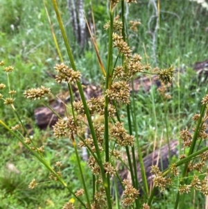 Juncus vaginatus at Namadgi National Park - 1 Jan 2024