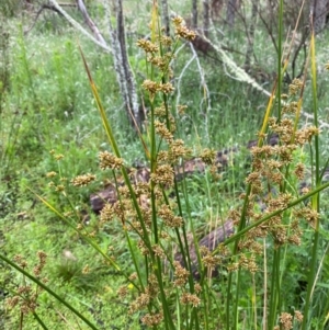 Juncus vaginatus at Namadgi National Park - 1 Jan 2024 11:12 AM