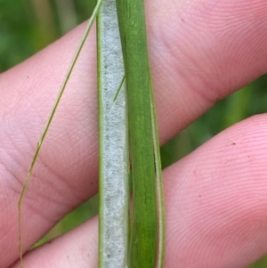 Juncus vaginatus at Namadgi National Park - 1 Jan 2024