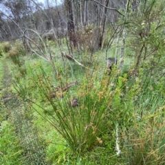 Juncus vaginatus at Namadgi National Park - 1 Jan 2024 11:12 AM