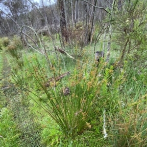 Juncus vaginatus at Namadgi National Park - 1 Jan 2024 11:12 AM