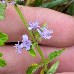 Mentha diemenica at Namadgi National Park - 1 Jan 2024 11:11 AM