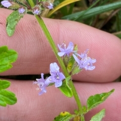 Mentha diemenica at Namadgi National Park - 1 Jan 2024