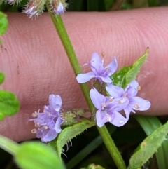 Mentha diemenica at Namadgi National Park - 1 Jan 2024