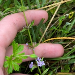 Mentha diemenica at Namadgi National Park - 1 Jan 2024