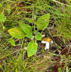 Cymbonotus preissianus at Namadgi National Park - 1 Jan 2024