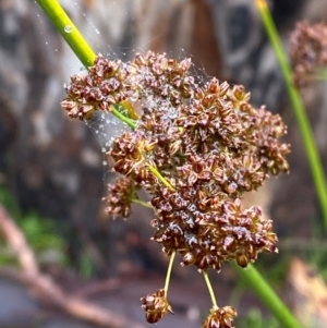 Juncus phaeanthus at Namadgi National Park - 1 Jan 2024 11:08 AM