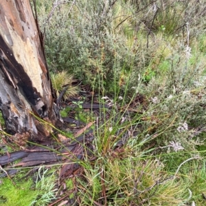 Juncus phaeanthus at Namadgi National Park - 1 Jan 2024 11:08 AM