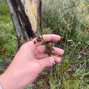 Juncus phaeanthus at Namadgi National Park - 1 Jan 2024