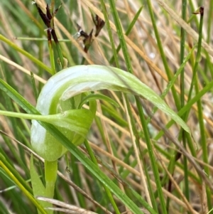 Pterostylis falcata at Namadgi National Park - 1 Jan 2024