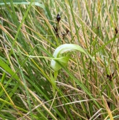 Pterostylis falcata at Namadgi National Park - 1 Jan 2024