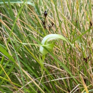 Pterostylis falcata at Namadgi National Park - 1 Jan 2024