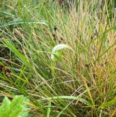 Pterostylis falcata at Namadgi National Park - 1 Jan 2024