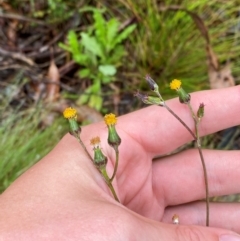 Senecio lageniformis at Namadgi National Park - 1 Jan 2024 by Tapirlord