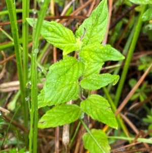 Mentha laxiflora at Namadgi National Park - 1 Jan 2024