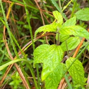 Mentha laxiflora at Namadgi National Park - 1 Jan 2024