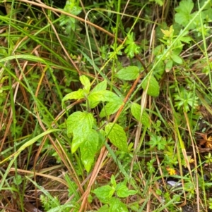 Mentha laxiflora at Namadgi National Park - 1 Jan 2024