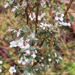 Leptospermum myrtifolium (Myrtle Teatree) at Namadgi National Park - 1 Jan 2024 by Tapirlord