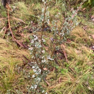 Leptospermum myrtifolium at Namadgi National Park - 1 Jan 2024