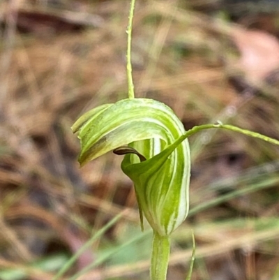 Diplodium decurvum (Summer greenhood) at Namadgi National Park - 1 Jan 2024 by Tapirlord