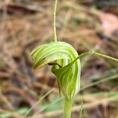 Diplodium decurvum (Summer greenhood) at Tharwa, ACT - 31 Dec 2023 by Tapirlord