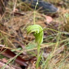 Diplodium decurvum at Namadgi National Park - 1 Jan 2024