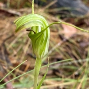 Diplodium decurvum at Namadgi National Park - 1 Jan 2024