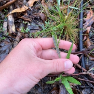 Senecio prenanthoides at Gibraltar Pines - 1 Jan 2024