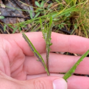 Senecio prenanthoides at Gibraltar Pines - 1 Jan 2024 10:12 AM