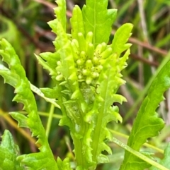 Senecio distalilobatus (Distal-lobe Fireweed) at Gibraltar Pines - 31 Dec 2023 by Tapirlord