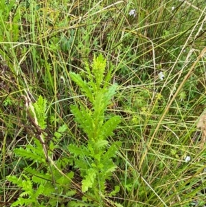 Senecio distalilobatus at Gibraltar Pines - 1 Jan 2024