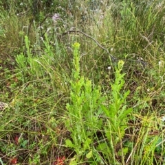 Senecio distalilobatus at Gibraltar Pines - 1 Jan 2024