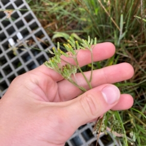 Senecio campylocarpus at Gibraltar Pines - 1 Jan 2024 10:01 AM